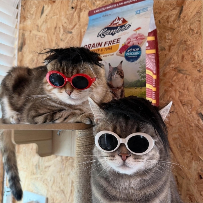 Коты дня