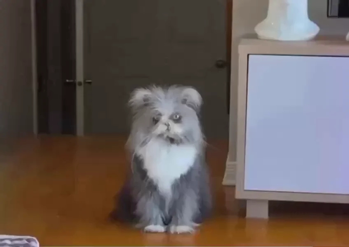 Котик с синдромом «оборотня» стал мемом из-за редкой болезни