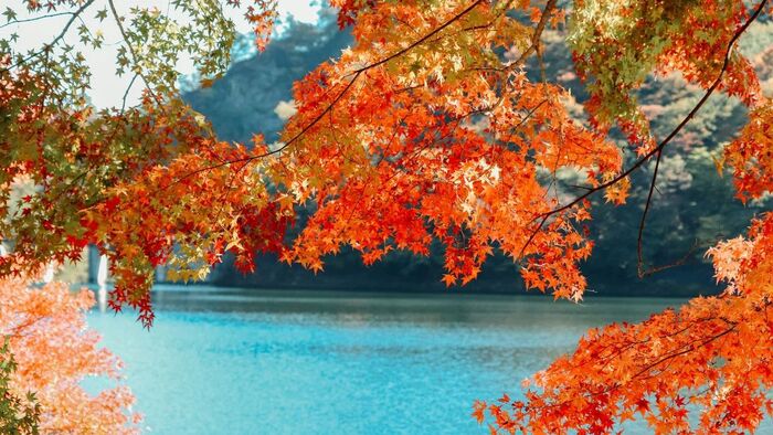    <!--noindex--><a href="https://pikabu.ru/story/lyubovanie_klenami_v_yaponii_13300033?u=http%3A%2F%2Ftravel.yandex.ru&t=travel.yandex.ru&h=d8ec754f6e8c168bf9de23d24375ae7517919e6a" title="http://travel.yandex.ru" target="_blank" rel="nofollow noopener">travel.yandex.ru</a><!--/noindex-->.