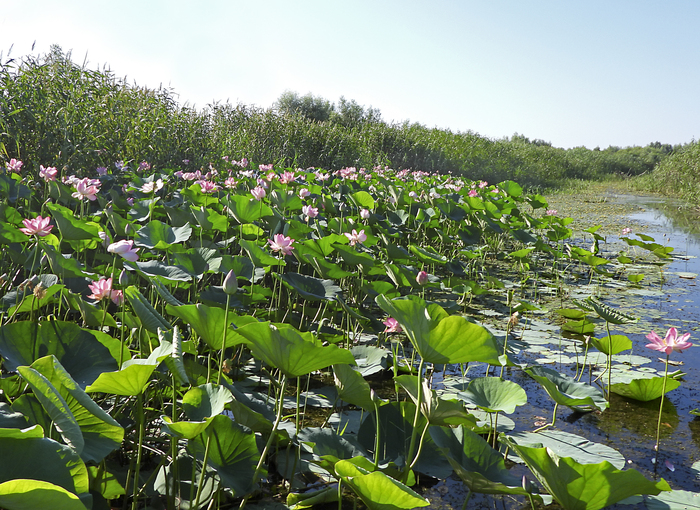 Заросли лотоса орехоносного в дельте Волги. Фото Л. Головневой.