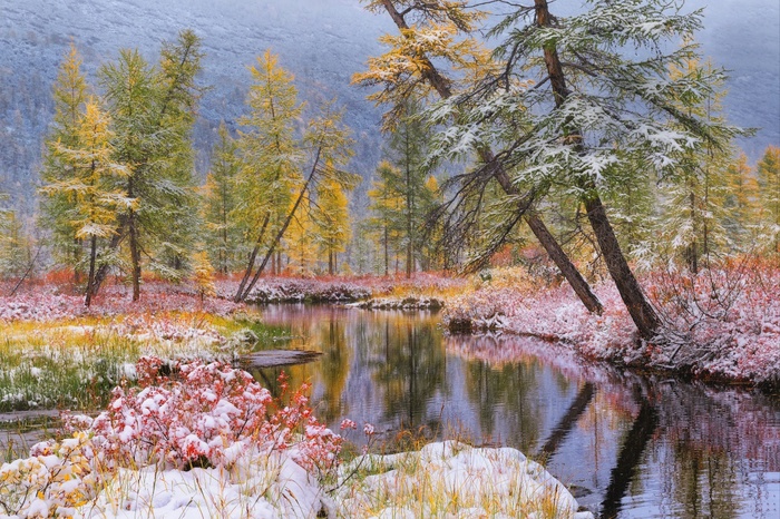 Яркие, красные листья голубики не спешат опадать и под выпавшим снегом. Фото Д. Медянцева, Колыма.