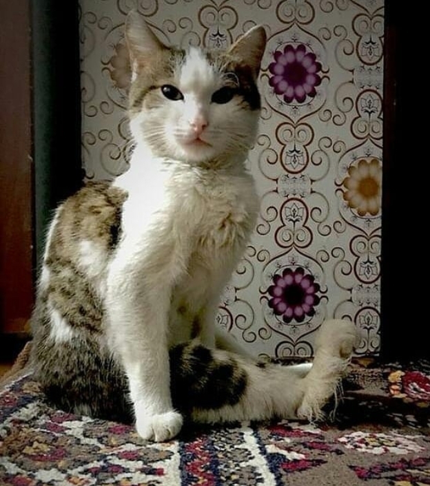 Видно натёртую перевязанную ногу