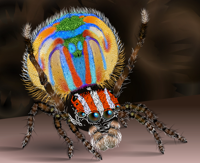 <a href="https://pikabu.ru/story/pauchikhi_sedayut_plokhikh_tantsorov_13297491?u=https%3A%2F%2Fru.wikipedia.org%2Fwiki%2FMaratus_volans&t=Maratus%20volans&h=6965047a2bdee18b6bad28906daa6884ab1e2915" title="https://ru.wikipedia.org/wiki/Maratus_volans" target="_blank" rel="nofollow noopener">Maratus volans</a>