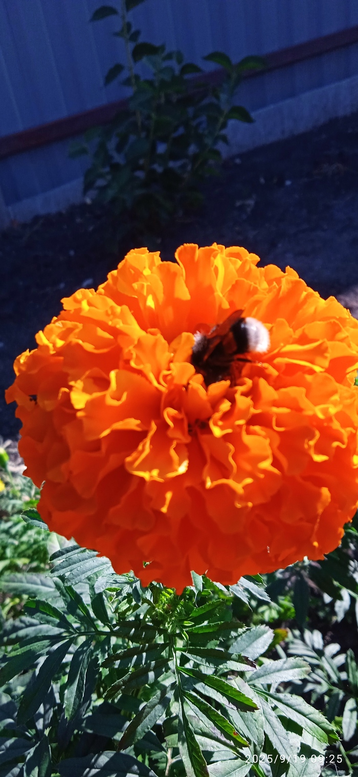      &#xEB;,     .      &#xEB;   . 