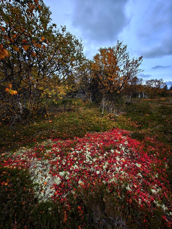 Северный ковёр
