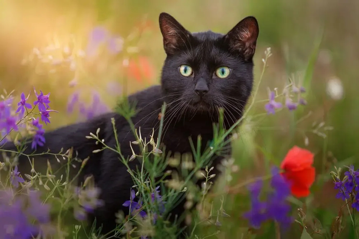 : <!--noindex--><a href="https://pikabu.ru/story/samyie_krasivyie_kotiki_v_mire_s_fotopremii_35awards_13301133?u=http%3A%2F%2F35awards.com&t=35awards.com&h=ff49f1d687c5dfa16f8c1d7ab266c14447103d5f" title="http://35awards.com" target="_blank" rel="nofollow noopener">35awards.com</a><!--/noindex-->