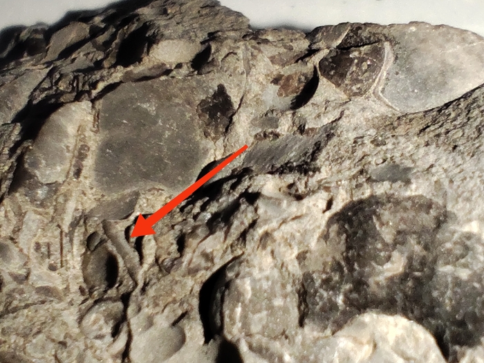 Здесь фрагмент целой округлой прямолинейной раковины. Светотень здесь неправильный формат создаёт, на самом деле раковина имеет четкую округлую форму. Длинна этого образца примерно 5 миллиметров.