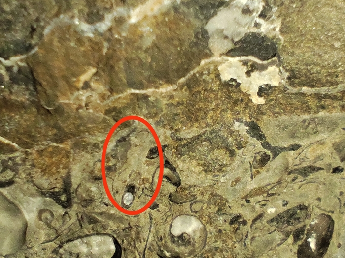 Здесь обломок круглой формы и отпечаток следа его прямолинейной раковины. Диаметр этого обломка около 1 миллиметра.