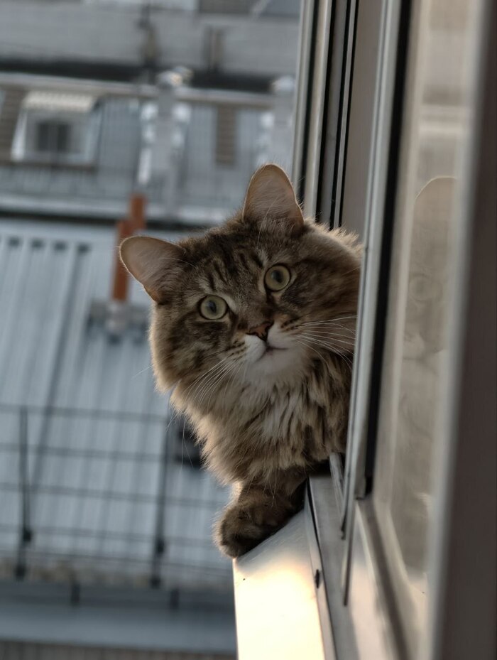 Дружелюбный сосед