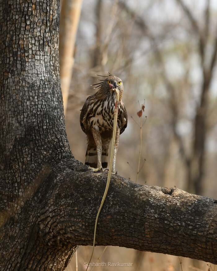 Изменчивый хохлатый орёл с добычей