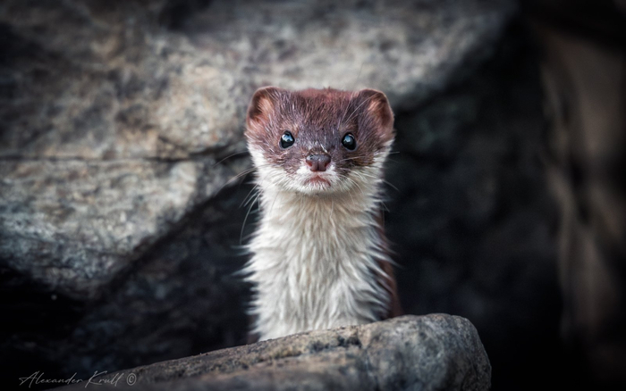 :  <a href="https://pikabu.ru/story/opasnaya_malyishka_13304146?u=https%3A%2F%2Frtraveler.ru%2Fphoto%2F1478791%2F%3Feditorial_photos%3D1&t=%D0%BE%D1%82%D1%81%D1%8E%D0%B4%D0%B0&h=bdd6b9a14ef01ff944785200d9af1b32bb53f29d" title="https://rtraveler.ru/photo/1478791/?editorial_photos=1" target="_blank" rel="nofollow noopener"> </a>