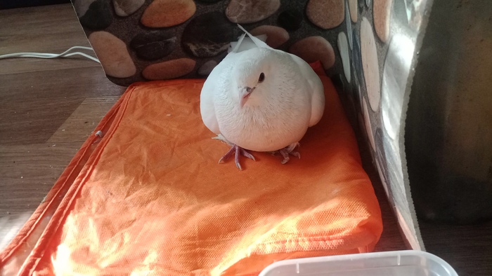 Вот так выглядит этот ворчливый товарищ(2).