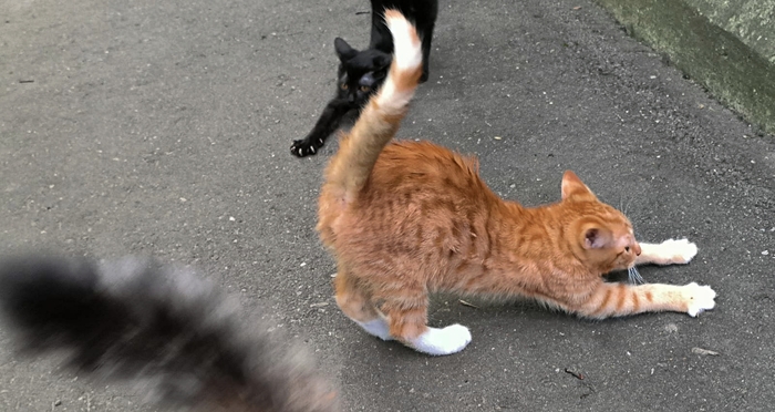 Растяжка - путь к успеху!