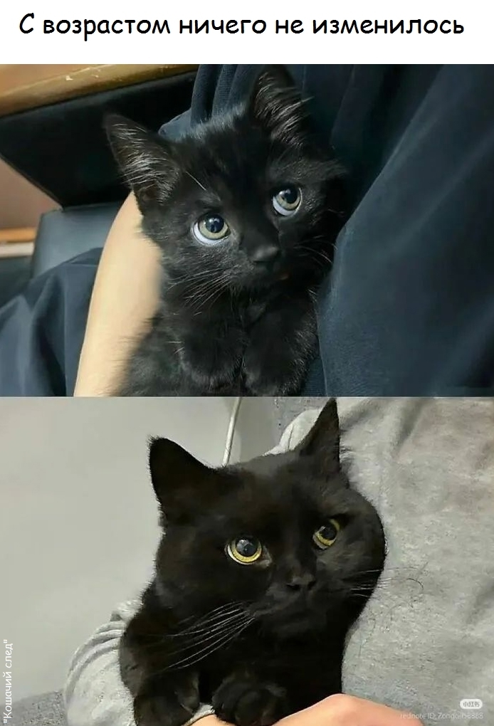 Два бездонных океана глаз