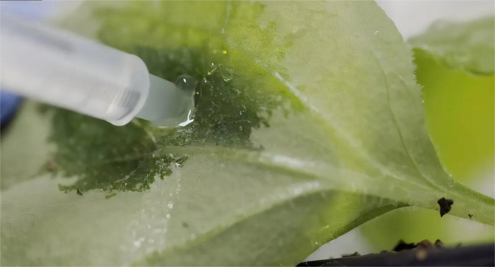 Агроинфильтрация Nicotiana benthamiana (дикорастущего родственника культурных растений табака), которая формирует высокоурожайную систему временной экспрессии на основе растений, впервые разработанную Центром Джона Иннеса.