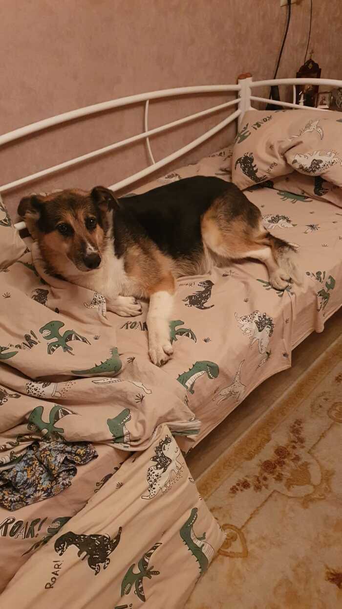 ������ �������) 