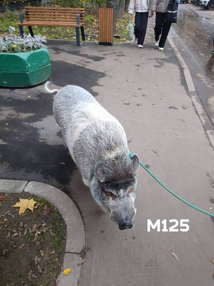 Ультракабана засняли в Ивановском