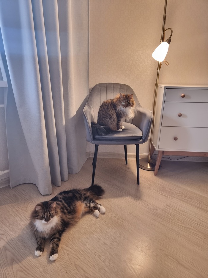 ��� � ��� ���������