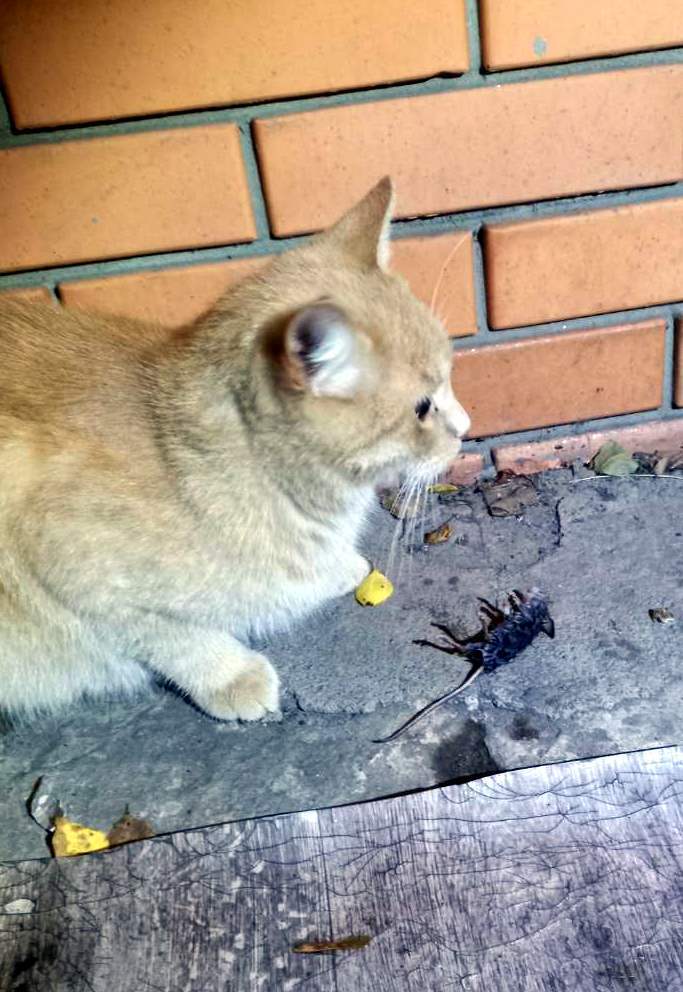 Первая добыча!