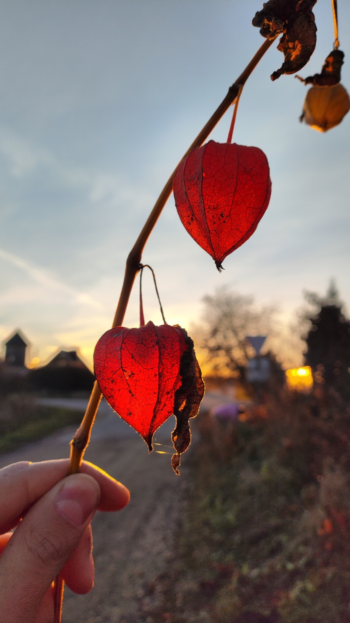 Последний огни уходящего осени