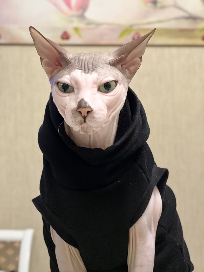 Давненько не было тут моего лысого!