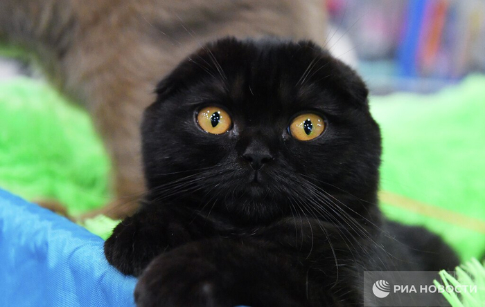 Приютам в каталонской Террассе запретили отдавать чёрных кошек перед Хэллоуином