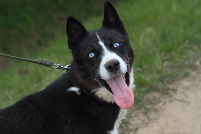 Кармен, метис хаски, в добрые руки. Санкт-Петербург