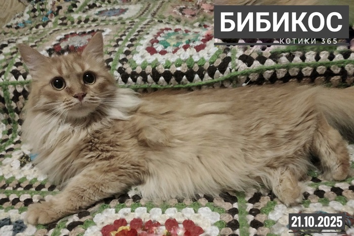 Бибикос 21.10.2025