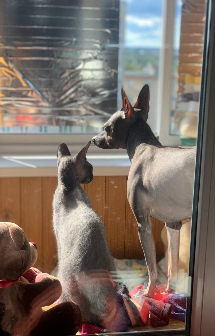 Сначала Бог создал...