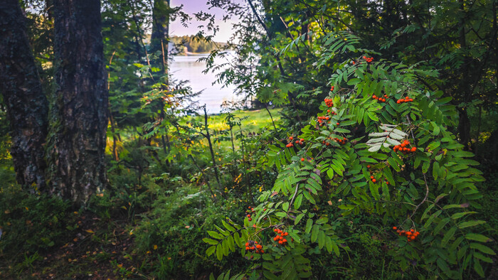 В лесу. В поисках места для ночлега.