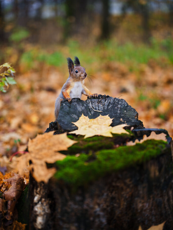 Fujifilm GFX100II + 55mm F1.7