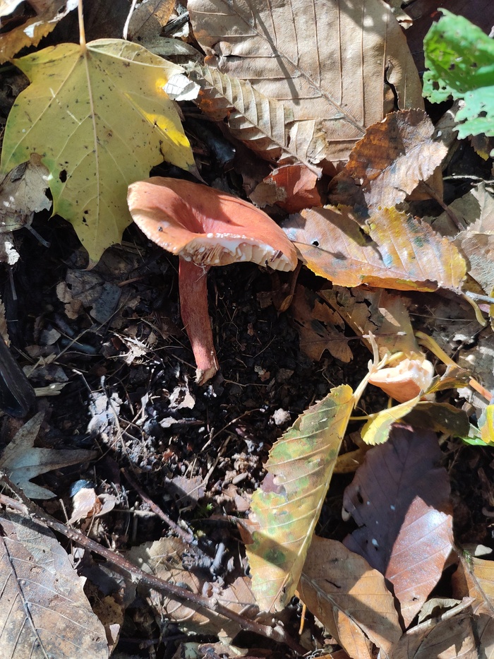 Я решил сначала, что это рыжик, но судя по обильной молочной жидкости при повреждении шляпки, то решил что это млечник янтарный. Ваше мнение?