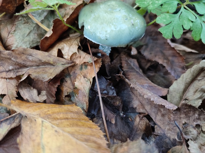 Ии утверждает, что это Строфария небесно-синяя (*Stropharia caerulea*). Но по мне так гриб скорее зеленый