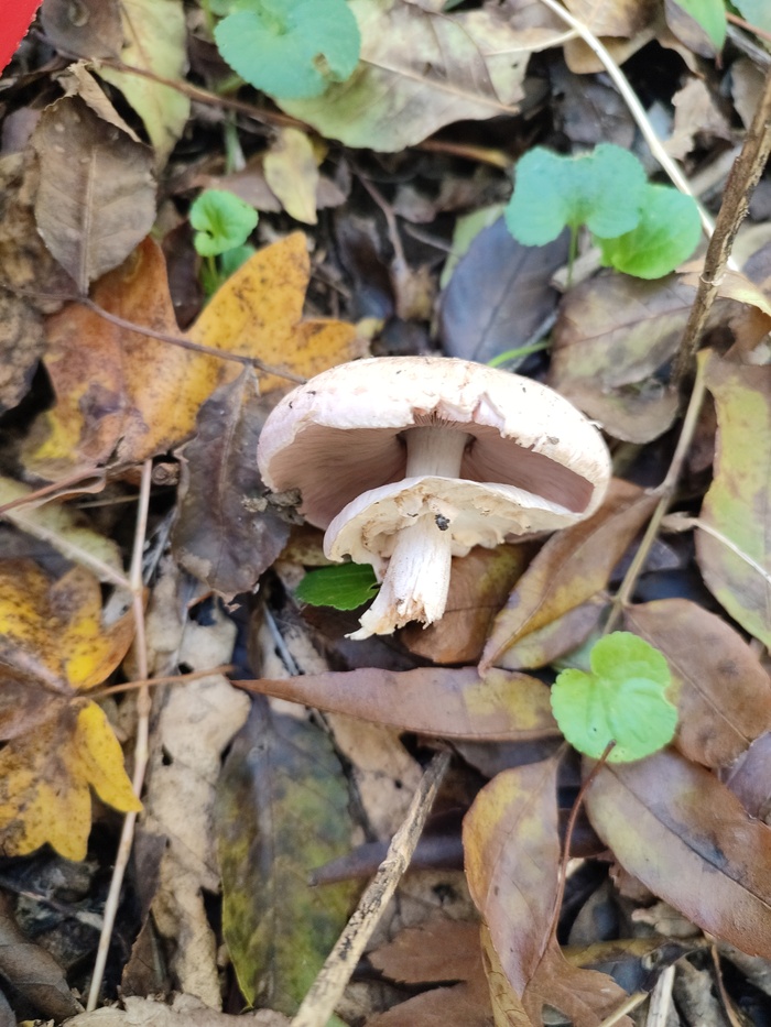 Под шляпкой чуть темнее гриб чем на фото