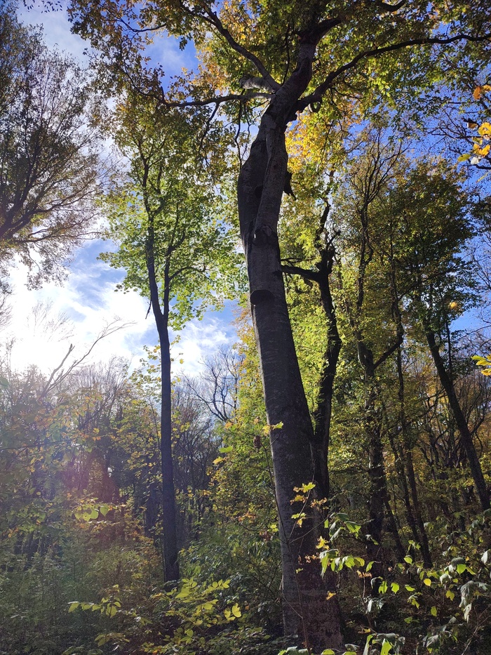 Обратите внимание, какой огромный гриб на дереве