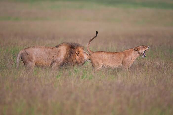 Чарующий аромат