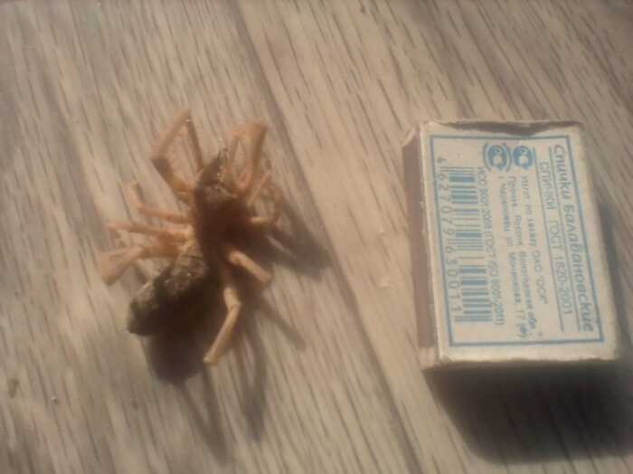 Немножко фобии вам в хату