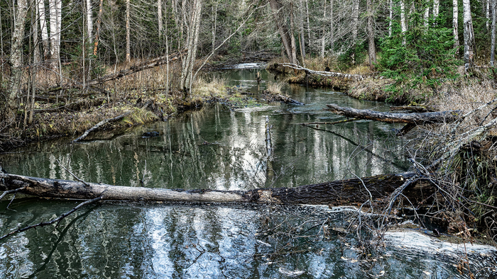 Лесная фоточка