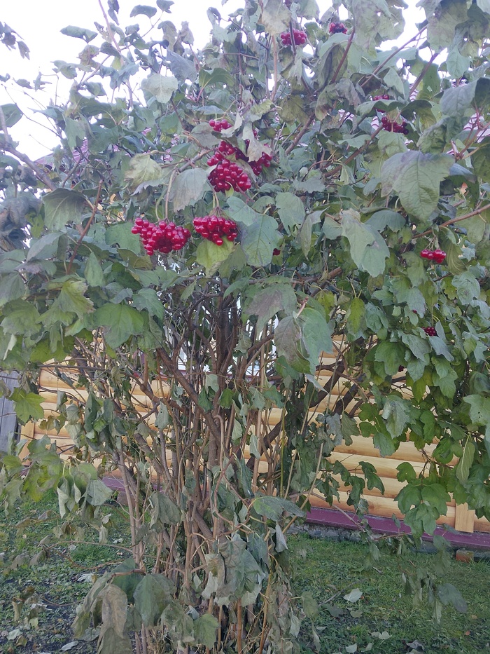 Осенние ягоды