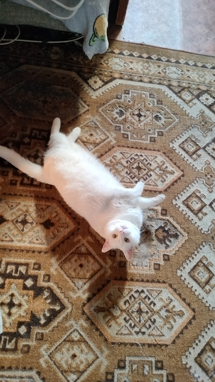 �������� ����