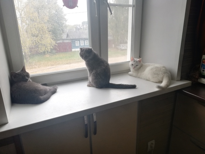 Матильда сидит на окне вместе с кошкой Зосей (слева) и котом Демьяном (справа).