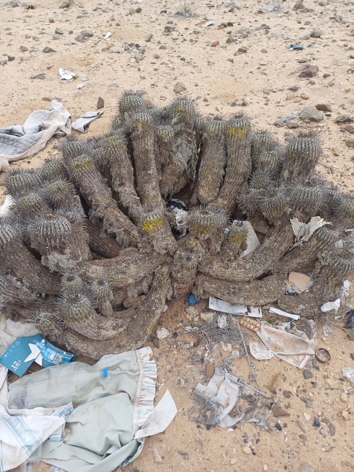 ������� � "�����" �������