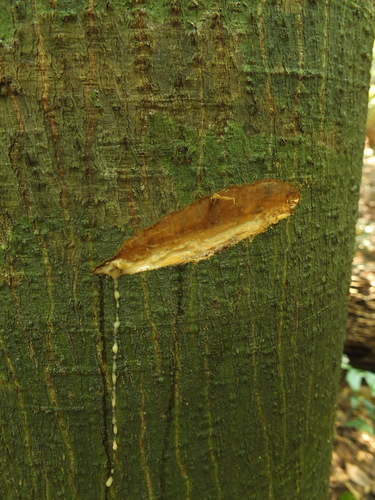      .  Siddarth Machado   <!--noindex--><a href="https://pikabu.ru/story/yadovityie_anchar_13337939?u=http%3A%2F%2Fbiodiversity4all.org&t=biodiversity4all.org&h=32306a37c32bd8b2259f54546007904ec83140b5" title="http://biodiversity4all.org" target="_blank" rel="nofollow noopener">biodiversity4all.org</a><!--/noindex-->.