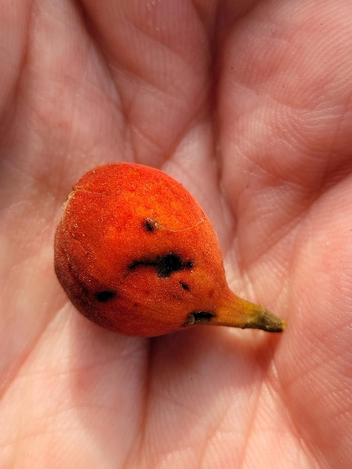  .    <!--noindex--><a href="https://pikabu.ru/story/yadovityie_anchar_13337939?u=http%3A%2F%2Fbiodiversity4all.org&t=biodiversity4all.org&h=32306a37c32bd8b2259f54546007904ec83140b5" title="http://biodiversity4all.org" target="_blank" rel="nofollow noopener">biodiversity4all.org</a><!--/noindex-->.