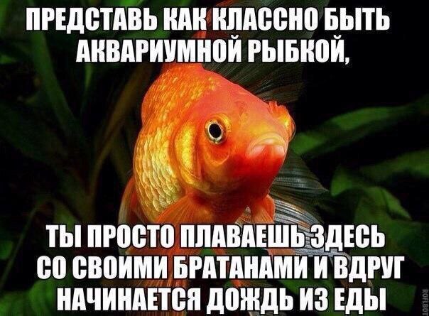 Прям как в одном мультфильме
