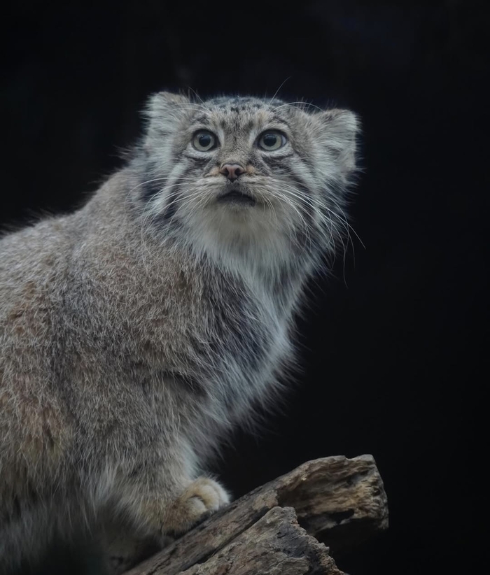 А, что? Суббота? А зачем так рано подняли?