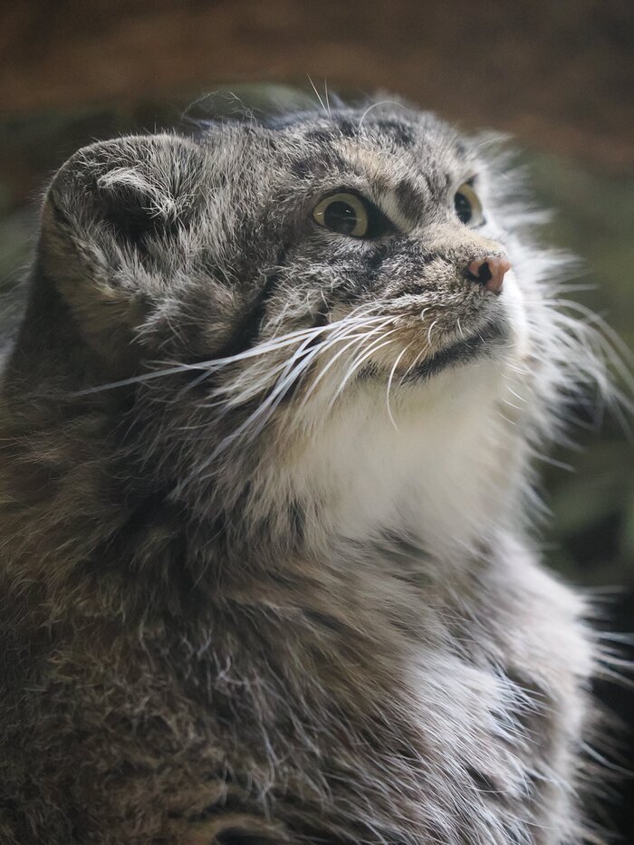 Безуминка в глаз попала