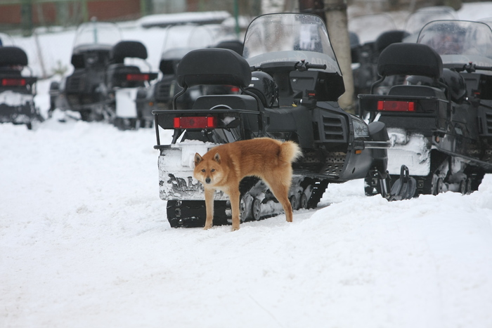  SuperSoronoros     ,      