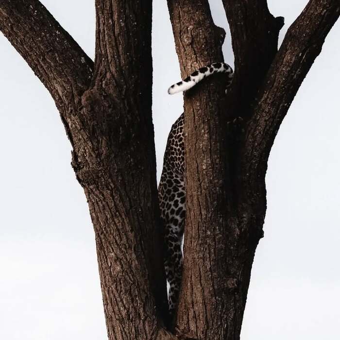 Неуловимый