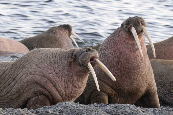  <a href="https://pikabu.ru/story/pevets_13329002?u=https%3A%2F%2Frtraveler.ru%2Fphoto%2F1478960%2F%3Feditorial_photos%3D1&t=%D0%BE%D1%82%D1%81%D1%8E%D0%B4%D0%B0&h=730494247cf92ad6ba42820c2369e4e38c0dd286" title="https://rtraveler.ru/photo/1478960/?editorial_photos=1" target="_blank" rel="nofollow noopener"></a>